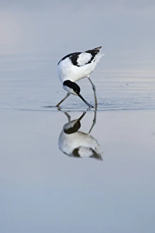Avocet Avocetta recurvirostra Titchwell Norfolk summer