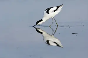 Avocet Recurvirostra avocetta feeding Titchwell RSPB Res Norfolk summer