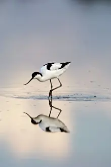 avocet recurvirostra avocetta feeding titchwell rspb res norfolk summer