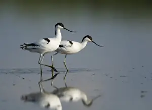 Avocet Recurvirostra avocetta feeding Titchwell RSPB Res Norfolk summer