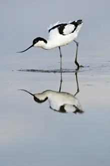 Avocet Recurvirostra avocetta feeding Titchwell RSPB Res Norfolk summer