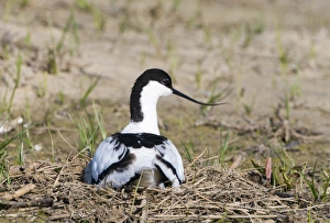 Avocet Recurvirostra avocetta Norfolk April