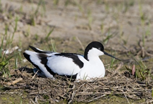 Avocet Recurvirostra avocetta incubating eggs on nest Minsmere RSPB Reserve Norfolk April Avocet Recurvirostra avocetta incubating eggs on nest Minsmere RSPB Reserve Norfolk April