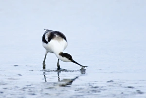 Avocet Recurvirostra avocetta Cley Norfolk August
