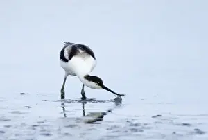 Images Dated 20th August 2006: Avocet Recurvirostra avocetta juvenile feeding Cley Norfolk August