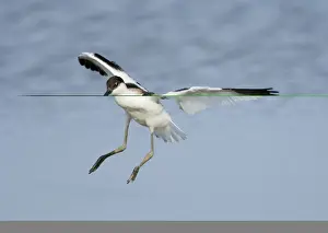 Avocet Recurvirostra avocetta juvenile landing Cley Norfolk August