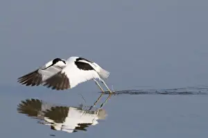 Minsmere Prints: Avocet Recurvirostra avocetta Minsmere RSPB Reserve Norfolk April
