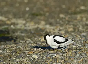 Nesting Prints: Avocet Recurvirostra avocetta at nest with eggs Norfolk spring