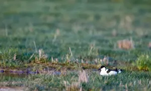 Nesting Prints: Avocet recurvirostra avocetta on nest salthouse Norfolk April