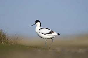 Avocet Recurvirostra avocetta Norfolk April