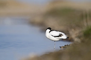 Avocet Recurvirostra avocetta Norfolk April
