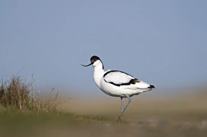 Avocet Recurvirostra avocetta Norfolk April