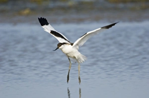 Avocet Recurvirostra avocetta Norfolk summer
