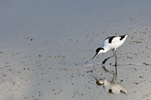 Avocet Avocetta recurvirostra Titchwell Norfolk summer