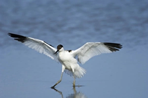 Avocet Recurvirostra avocetta Norfolk summer