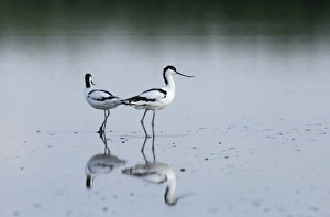 Avocet Recurvirostra avocetta Cley Norfolk August