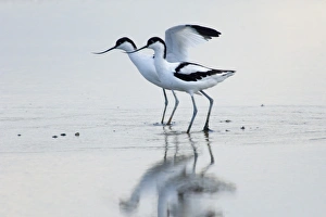 Avocet Recurvirostra avocetta Cley Norfolk August