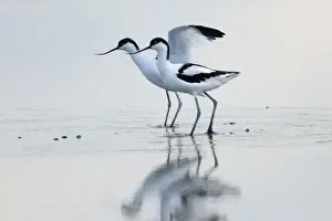 Avocet Recurvirostra avocetta pair Cley Norfolk August