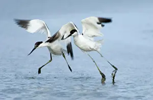 Trending: Avocet Recurvirostra avocetta pair taking off Cley Norfolk August