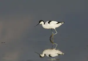 Avocet Recurvirostra avocetta Titchwell Norfolk August