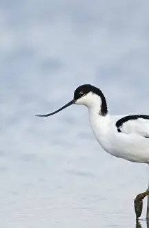 Images Dated 25th August 2006: Avocet Recurvirostra avocetta Titchwell Norfolk August