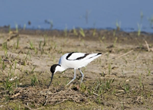 Avocet Recurvirostra avocetta turning eggs at nest on Scrape Minsmere RSPB Reserve Avocet Recurvirostra avocetta turning eggs at nest on Scrape Minsmere RSPB Reserve