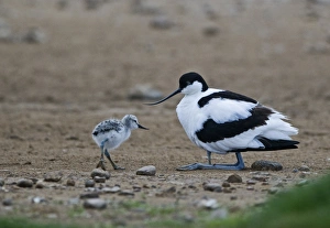 Avocet Recurvirostra avosetta brooding chick with another joining North Norfolk May Avocet Recurvirostra avosetta brooding chick with another joining North Norfolk May