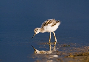Avocet Prints: Avocet Recurvirostra avosetta chick Norfolk May