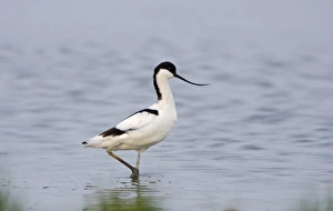 Avocet Recurvirostra avosetta Cley Norfolk
