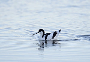 Cley Prints: Avocet Recurvirostra avosetta Cley Norfolk