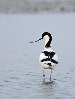 Avocet Recurvirostra avosetta Cley Norfolk