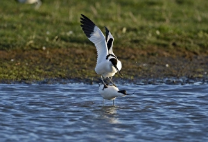 Avocet Recurvirostra avosetta in courtship and mating Cley Norfolk May Avocet Recurvirostra avosetta in courtship and mating Cley Norfolk May