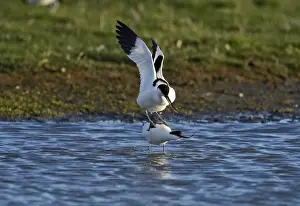 Avocet Recurvirostra avosetta in courtship and mating Cley Norfolk May