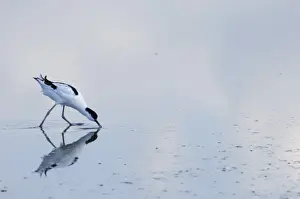 Avocet Prints: Avocet Recurvirostra avosetta feeding Titchwell RSPB North Norfolk Res August
