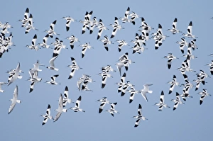 Avocet Recurvirostra avosetta flock at Cley North Norfolk late autumn Avocet Recurvirostra avosetta flock at Cley North Norfolk late autumn
