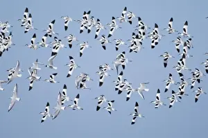 Avocet Prints: Avocet Recurvirostra avosetta flock at Cley North Norfolk late autumn