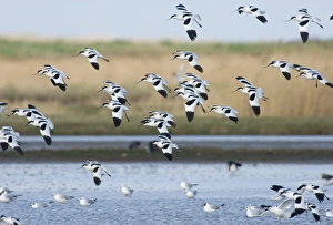 Avocet Recurvirostra avosetta flock Titchwell Norfolk winter Avocet Recurvirostra avosetta flock Titchwell Norfolk winter