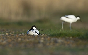 Avocet Recurvirostra avosetta incubating eggs Norfolk spring Avocet Recurvirostra avosetta incubating eggs Norfolk spring