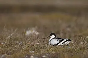 Cley Prints: Avocet Recurvirostra avosetta on nest Cley Norfolk spring