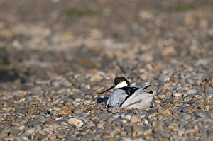 Nesting Prints: Avocet Recurvirostra avosetta at nest Norfolk spring