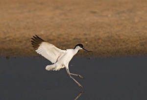 Cley Prints: Avocet Recurvirostra avosetta Norfolk May