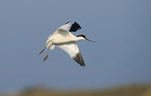 Avocet Prints: Avocet Recurvirostra avosetta Norfolk spring