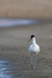 Avocet Recurvirostra avosetta Norfolk UK May