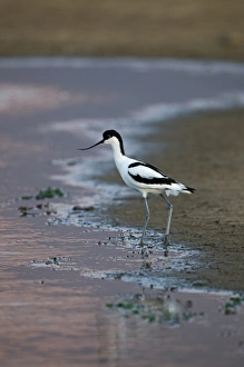 Avocet Recurvirostra avosetta North Norfolk May