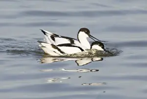 Aggression Prints: Avocet Recurvirostra avosetta squabbling Titchwell RSPB Reserve March