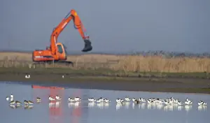 Cley Prints: Avocets with excavator in background Cley NWY Reserve Norfolk winter