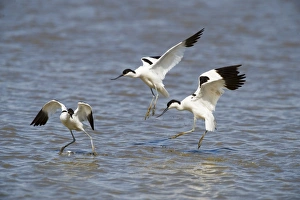 Avocets Recurvirostra avocetta pair chasing off intruder Titchwell Norfolk July Avocets Recurvirostra avocetta pair chasing off intruder Titchwell Norfolk July