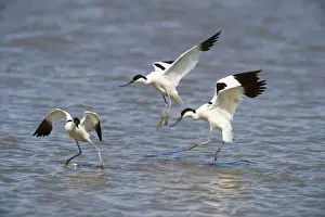Territorial Prints: Avocets Recurvirostra avocetta pair chasing off intruder Titchwell Norfolk July