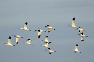 Avocets Recurvirostra avosetta Cley Norfolk