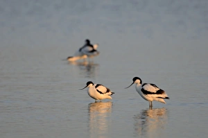 Cley Prints: Avocets Recurvirostra avosetta Cley Norfolk